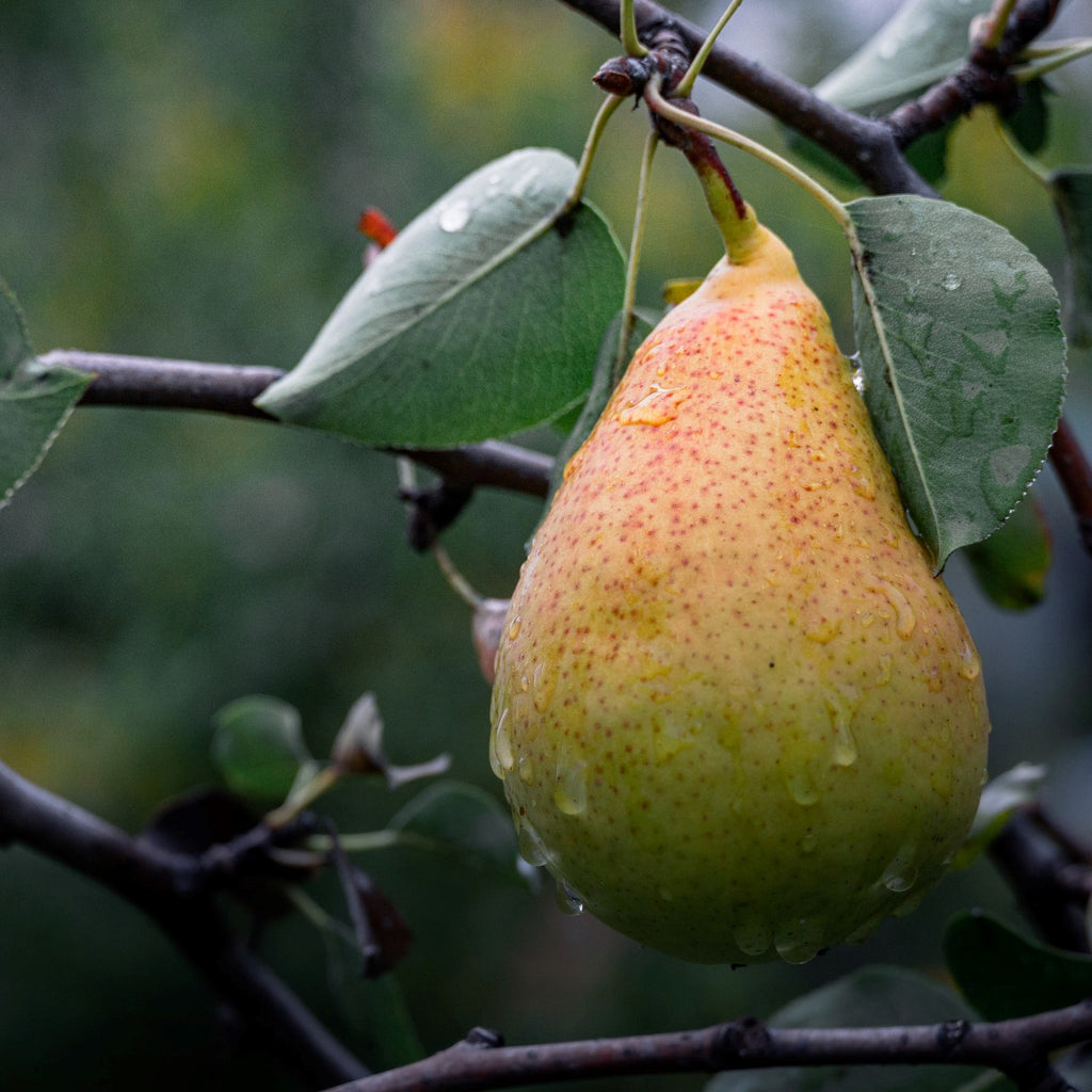 French Pear - Soy Wax Candle 30hr